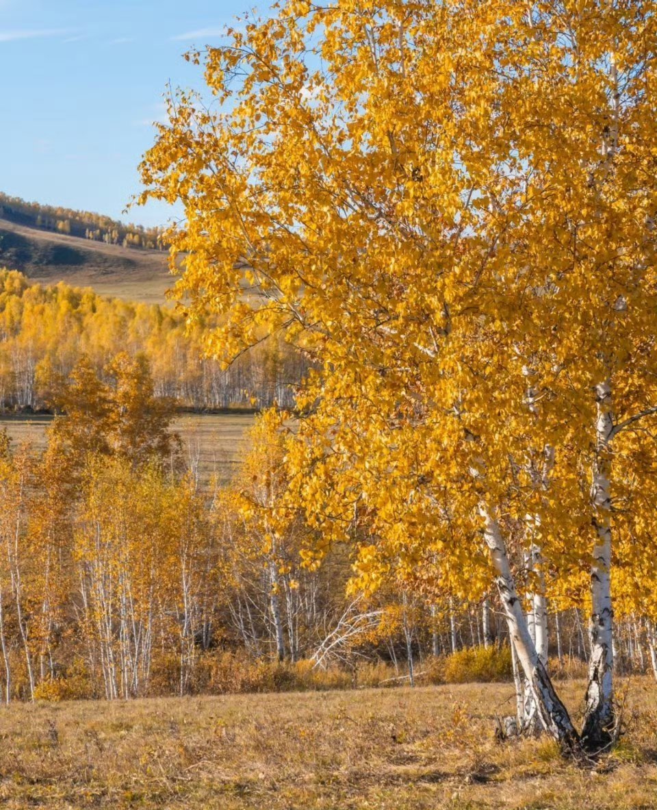 好好出门的一年阿尔山：小众秘境，邂逅心动美景的梦幻之旅在旅行的版图上，总有一些小