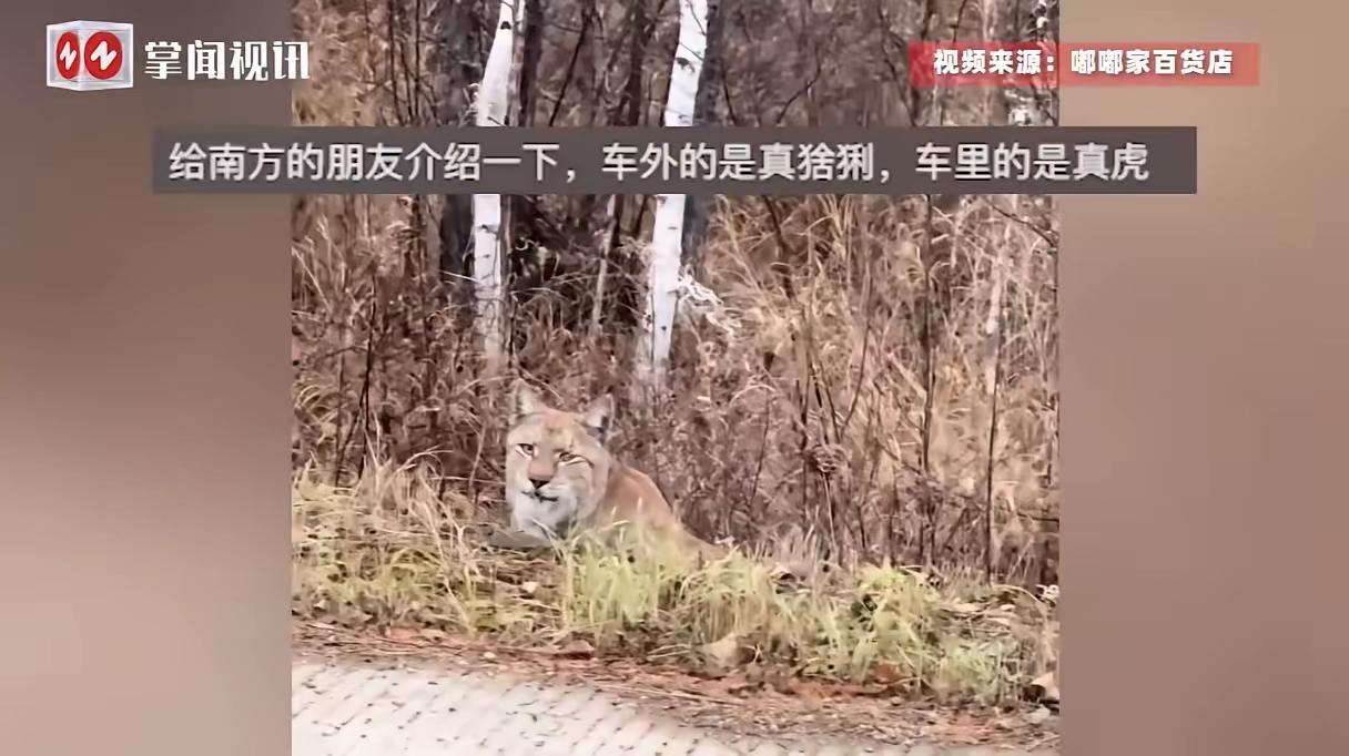 10月10日，黑龙江大兴安岭，一女子在路上时偶遇了一只野生猞猁，却误把它当成猫咪
