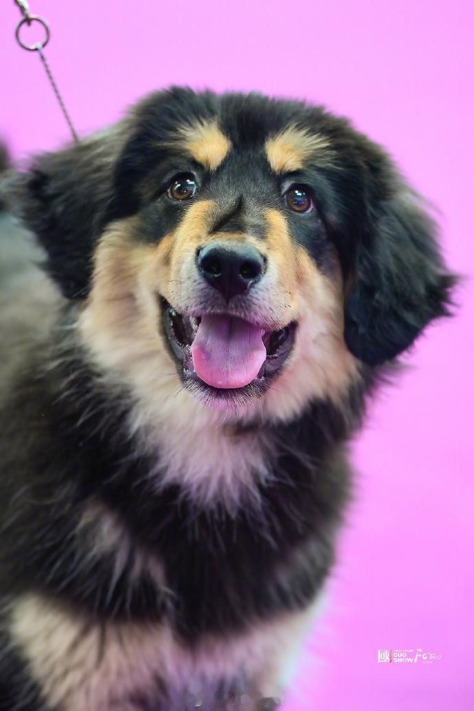 最近有个事儿，挺提气。你们知道吧？犬展这圈子，过去一直是欧美那些名贵犬种说了