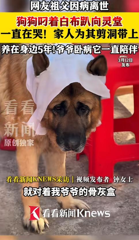 “太有灵性了！”近日，江西赣州，一老人家中养了条小狗，平日感情深厚，老人去世后