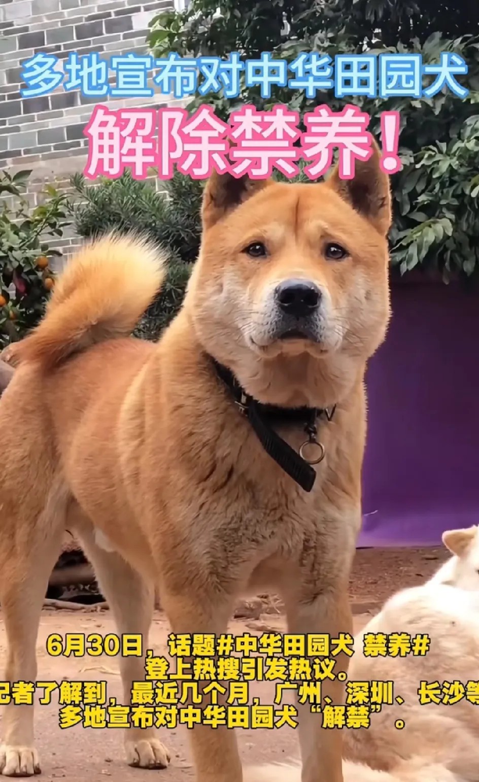 我总觉得洋犬快要在历史舞台上消失了！不光是因为土狗解禁了，更因为——