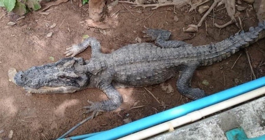 泰国惊现怪异骷髅鳄鱼, 专家揭露原因: 都是人类惹的祸