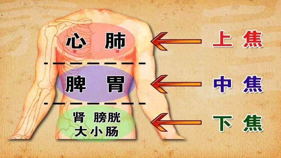 上焦虚找补肺汤，中焦虚找归脾汤，下焦虚找真武汤1、上焦虚——补肺汤——舌尖
