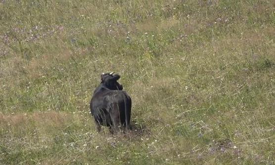 解释不清了！安徽，一头母牛把刚出生不久的小牛弄丢了，牛主人呵斥母牛道：“赶紧去找