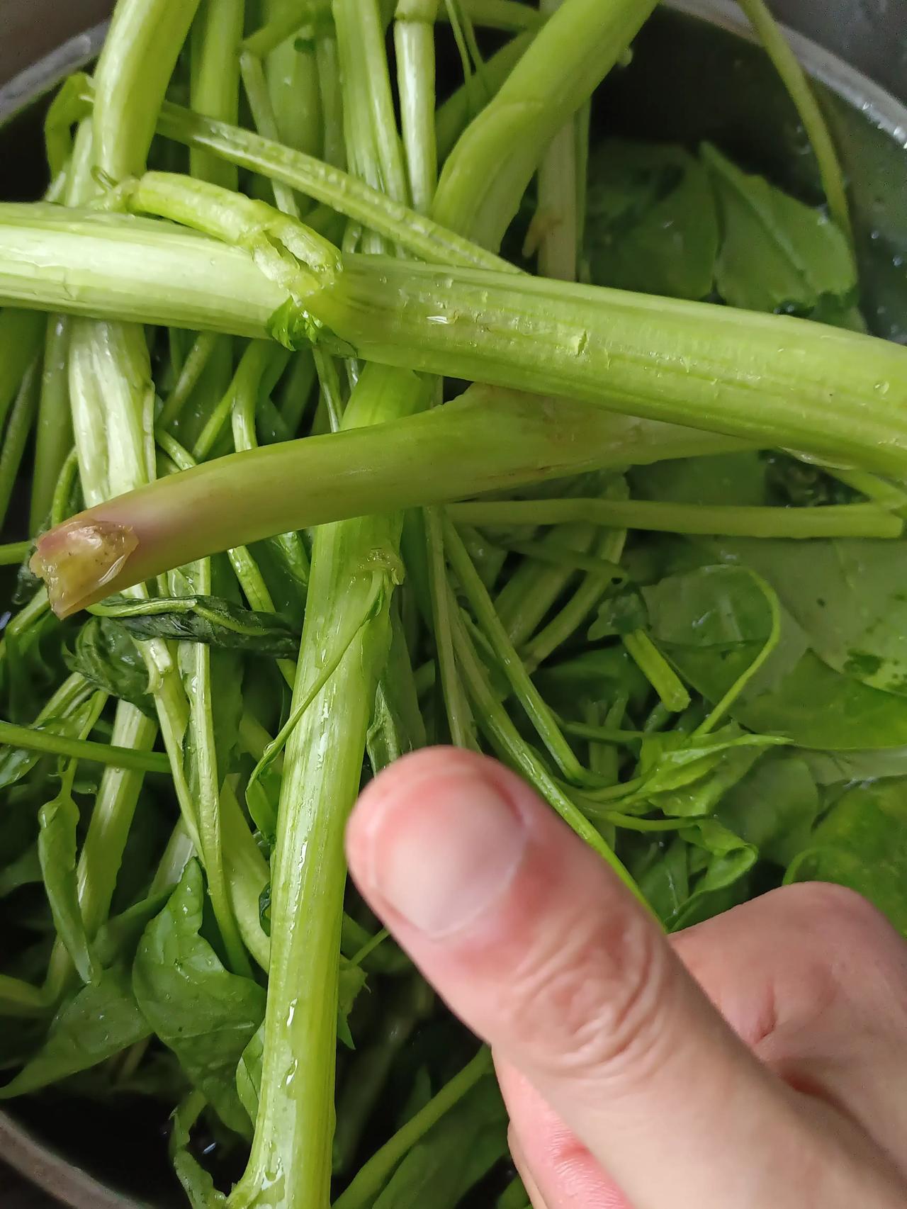 别的地方喂牲口的植物，北京人春天最爱吃，在北京久了你也会发现，北京春天这菜值得每