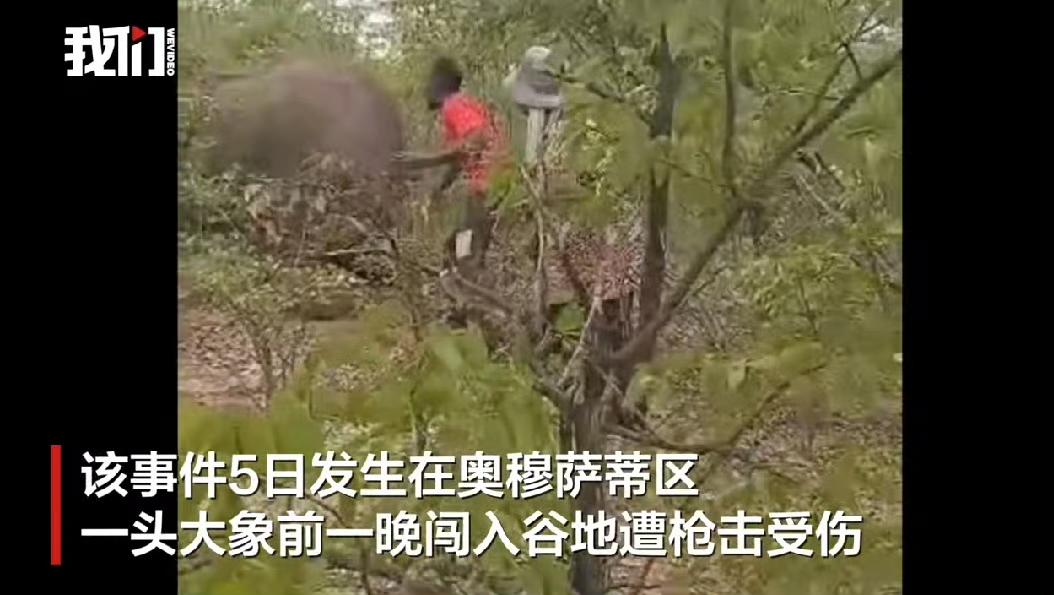 纳米比亚一名女子因为拽受伤大象的尾巴自拍取乐，结果被大象踩踏致死，她生前的最后画