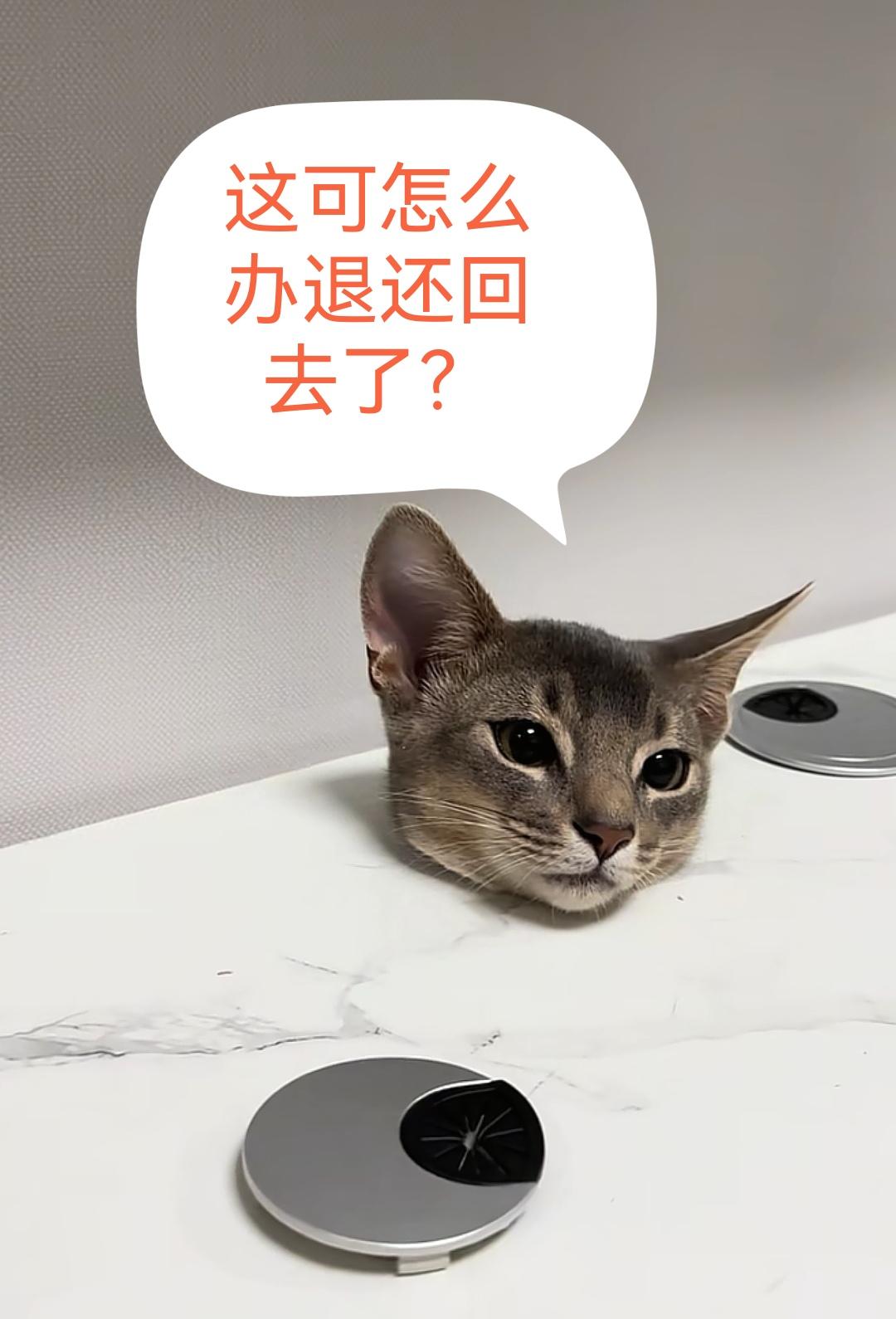 猫猫太淘气这可怎么办？猫猫来到新书房，什么都好奇？这是瞧瞧，那里看看，不知什么