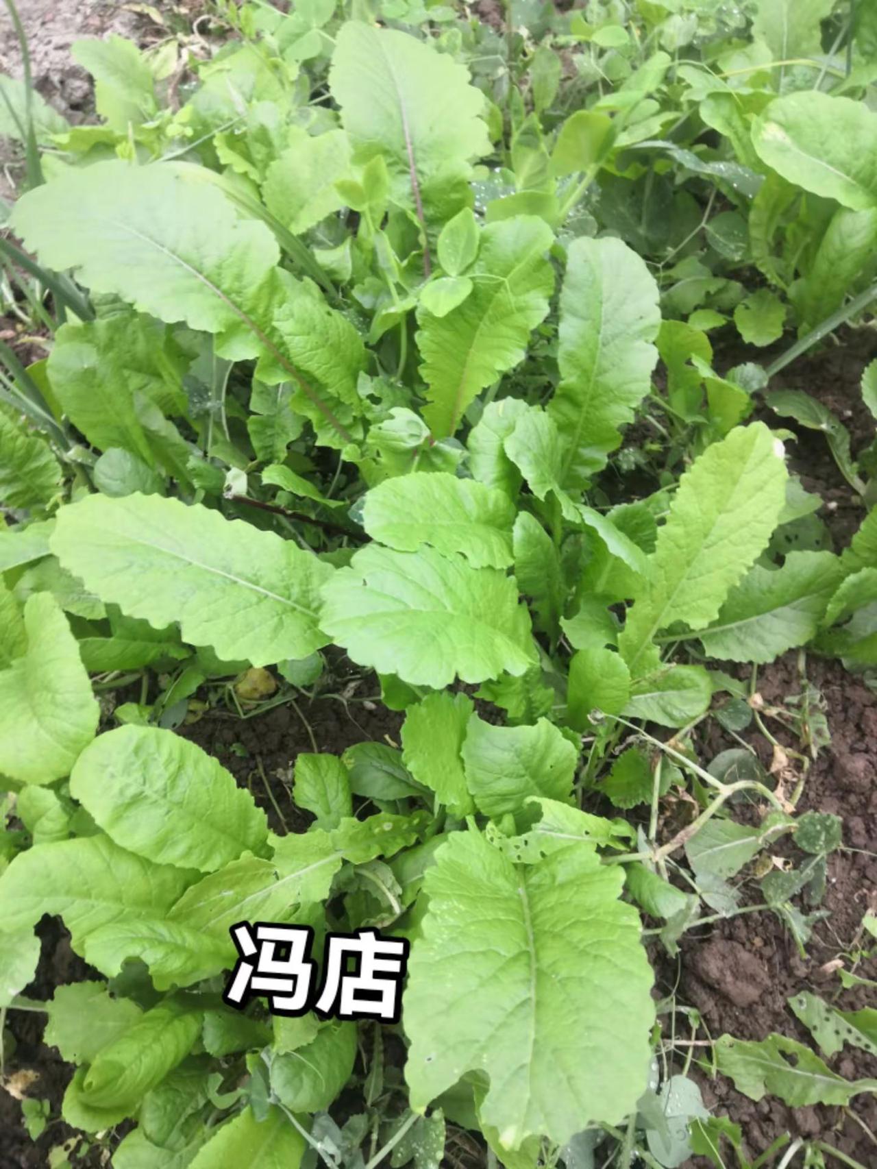 冯店欢您农家自种蔬菜种子日常生活我的农村生活农村生活日常