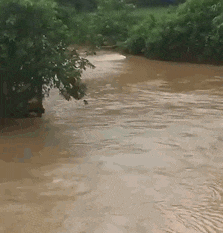 洪水淹没了道路，树木半浸在水中。这辆货车真是牛，这样还能开的动。