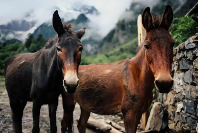 骡子要骟掉，主要和它的繁殖特性有关。骡子是马和驴的杂交品种，马有64条染色体，驴