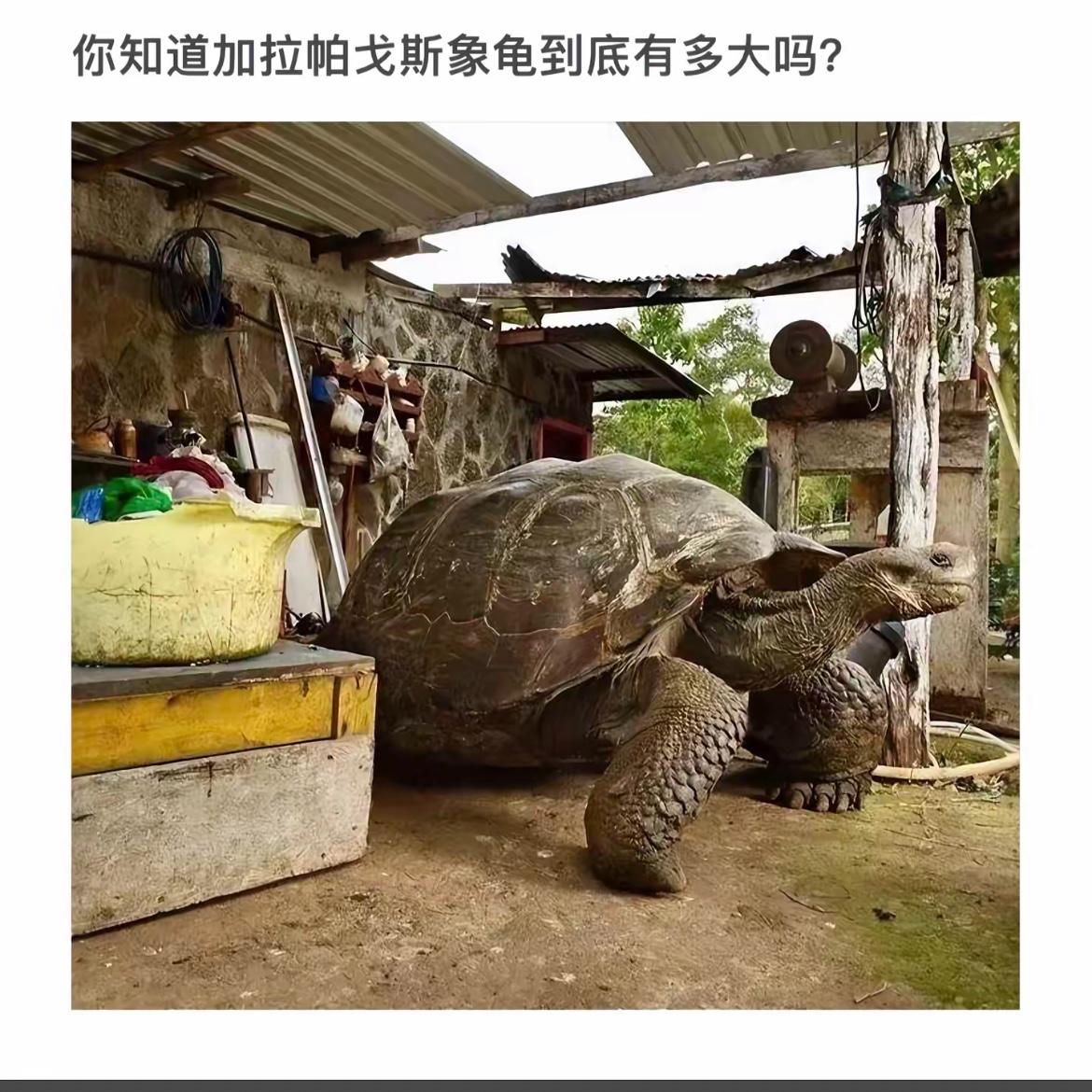 巨型加拉帕戈斯象龟，探秘自然奇观！