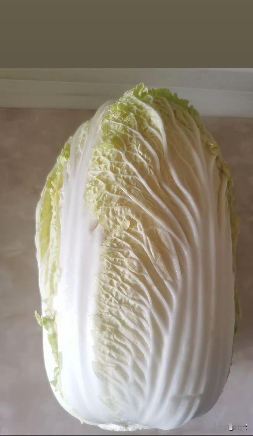 说来你也许不相信，这棵白菜是十月一号我在超市里买的，今天是十一月一号，已经在我家