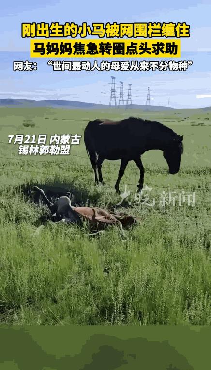 “太有灵性了！”7月21日，内蒙古，男子在草原游玩时，发现有一匹马不停地转圈，还