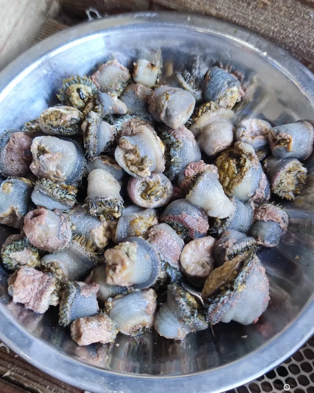 东北人第一次见这个美食，谁敢吃啊！家人们谁懂啊！咱东北人平时见的海鲜也就那
