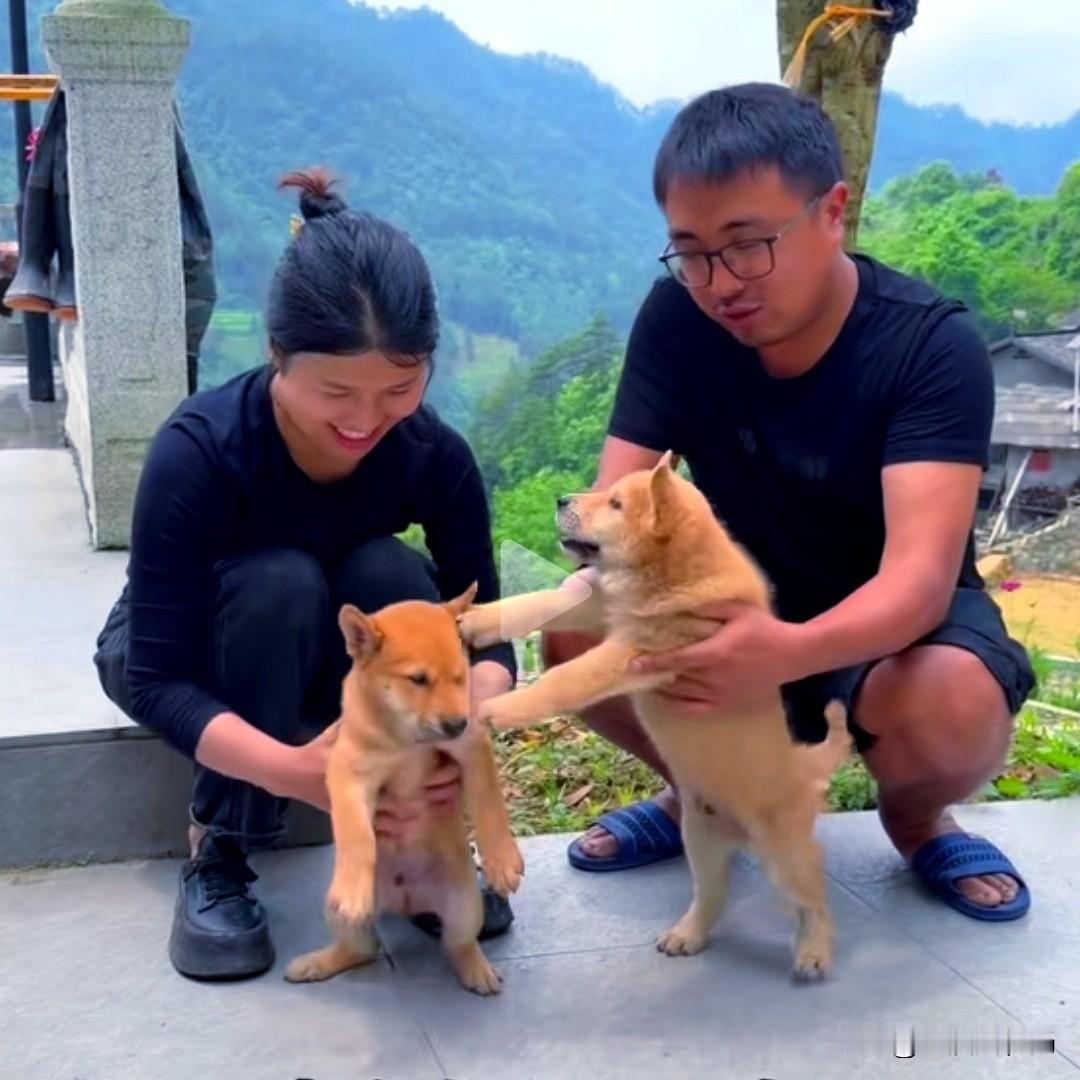 万万没有想到，现在的大网红，也喜欢养中华田园犬，说明我们的中华田园犬真的越来越受