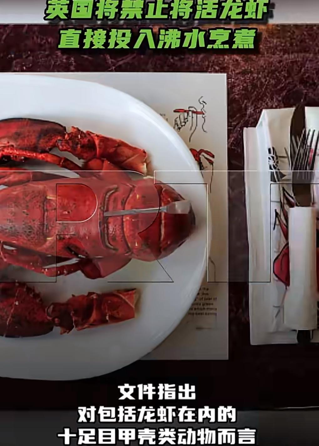 英国打算立个新规矩，以后不能再把活龙虾直接扔进沸水里了。根据他们环境部门最近