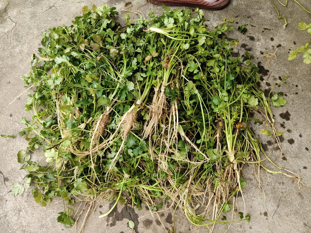 属龙37岁之后，运势会变好，这有什么依据吗？我同学绝大部分都是88年属龙的，跟我