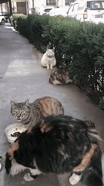 小区里的流浪猫关爱流浪猫～
