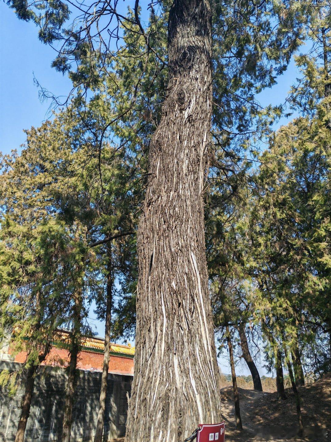 侧柏。遵化·清东陵旅游区