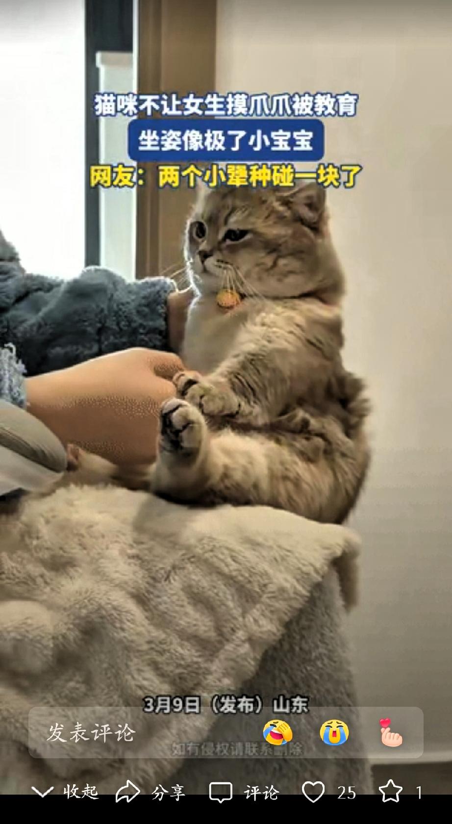 笑不活了，山东，一女生想摸摸自家猫咪的爪爪，不料猫咪却不让，下意识地躲开，显得有