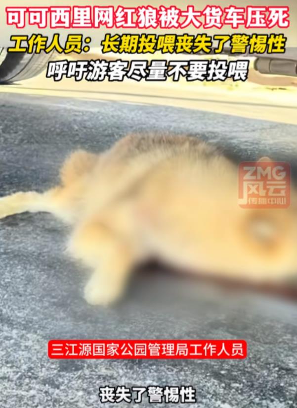网红狼<em>初代目</em>可能还活着！官方通报“可可西里网红狼被压死”目前在公路上等着投喂的