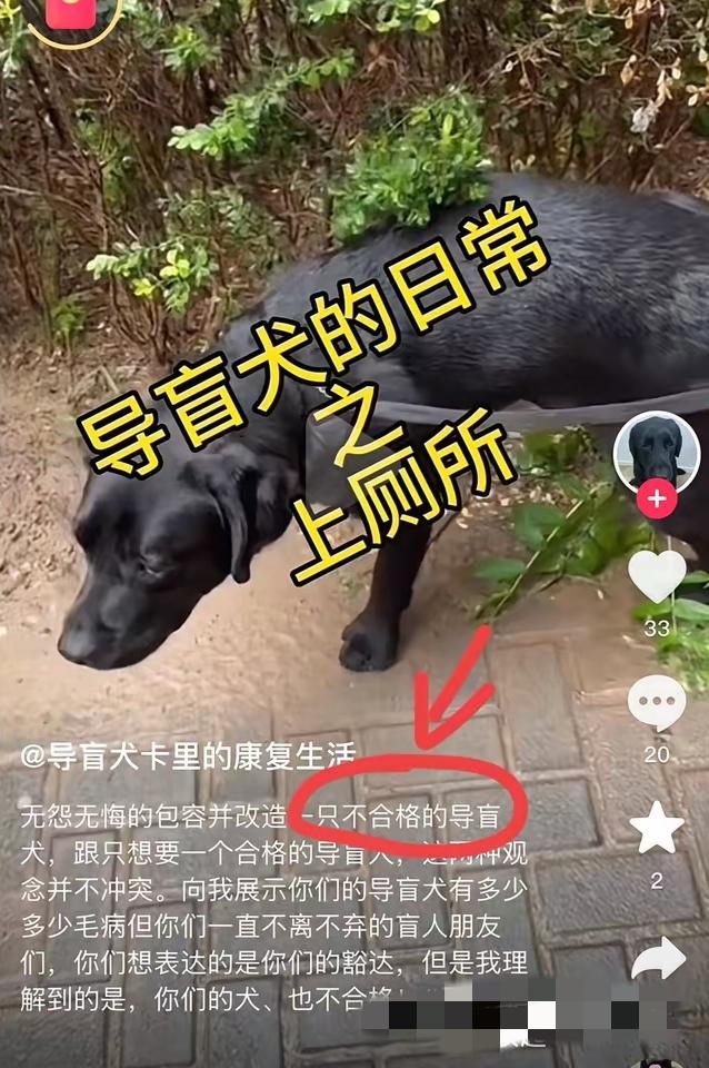先不说导盲犬芬迪，那只黑色导盲犬卡里的遭遇，更让人火大！看它主人的抖音，从2