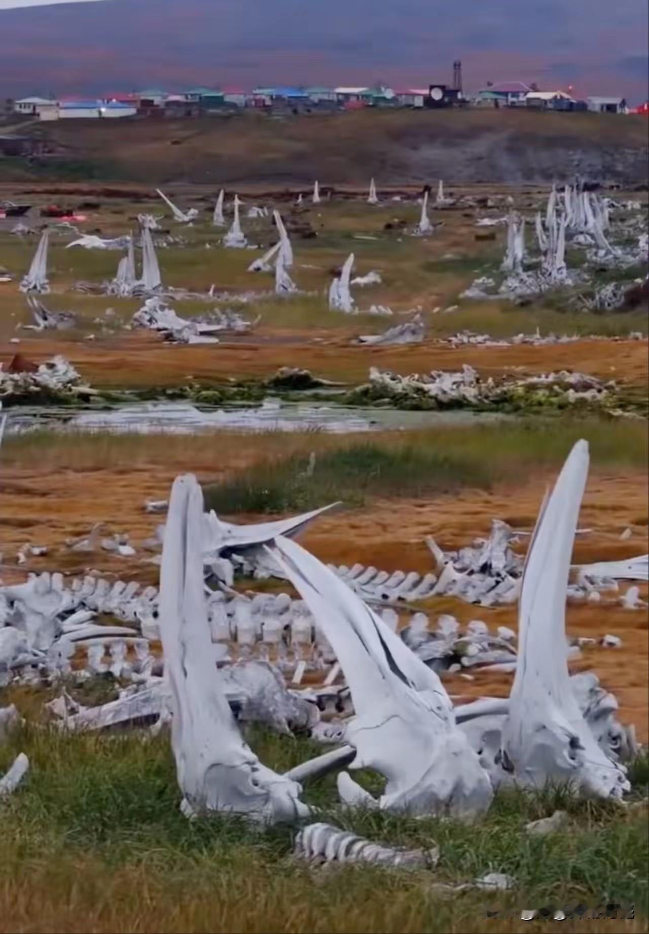 据说这是一片鲸鱼的墓地，地点在俄罗斯，如果情况属实的话，这里鲸鱼的遗骨真是太多了