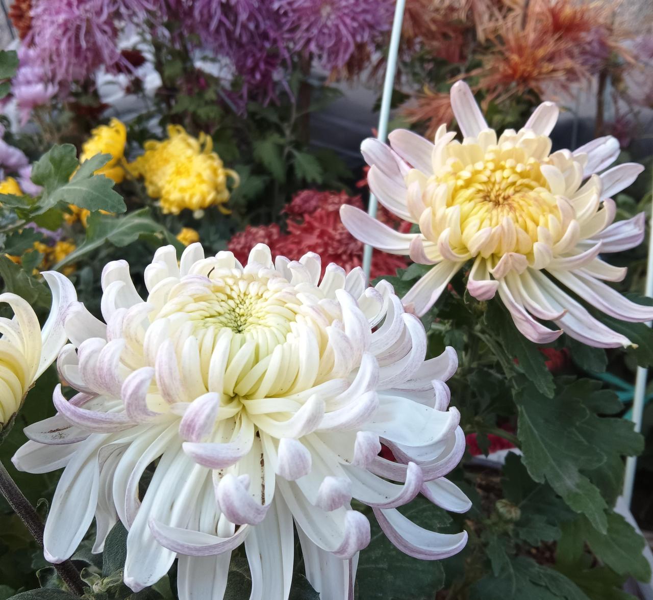 菊花这东西，想养死很难，想养好更是难上加难。我喜爱菊花多年，也曾追逐过品种，遇到