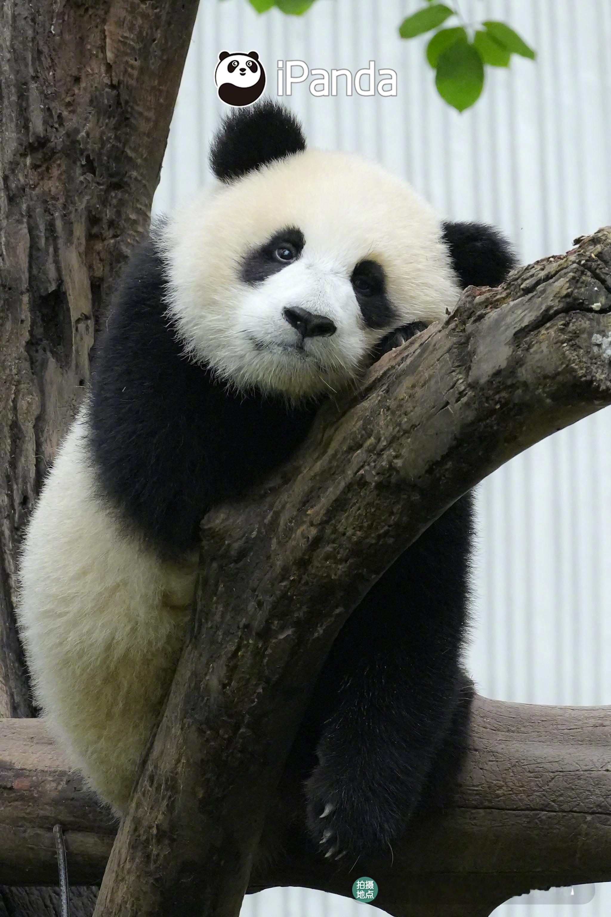 (๑♡3♡๑)就这样看着你，看着你，目不转睛熊猫趣图大熊猫灿阳青