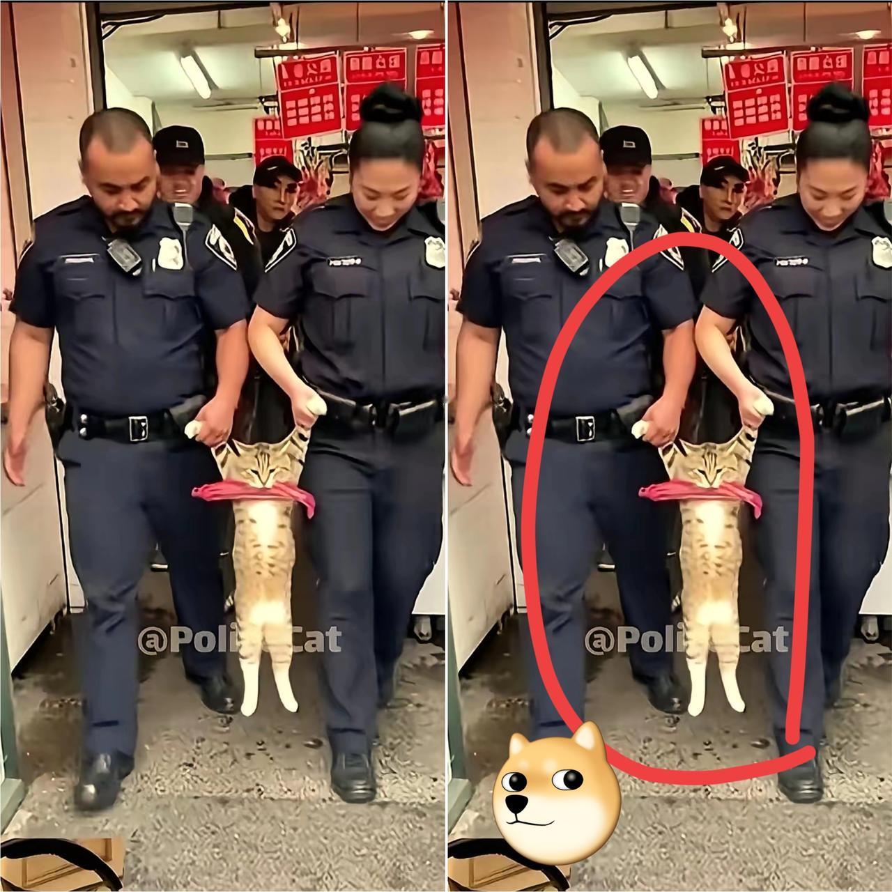 太可爱了吧，凭实力偷的就是不松口，这中国狸花猫在美国哪是学了“零元购”，分明