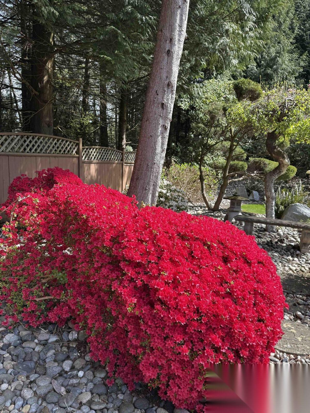 温哥华的春天美不胜收我刚回来的时候正赶上樱花盛开，在温哥华根本不需要特意去赏