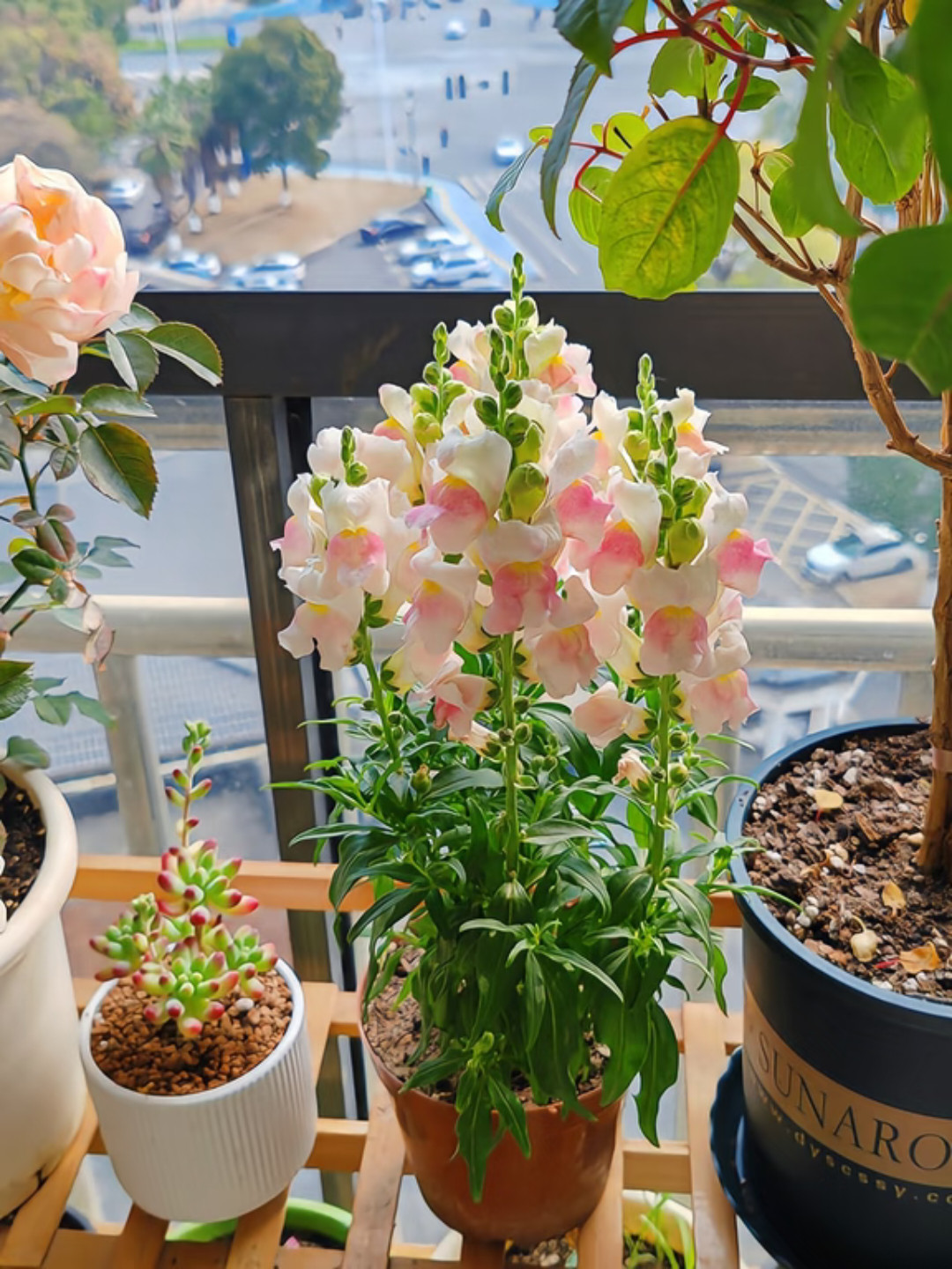 生活手记金鱼草｜花型别致，色彩艳丽🌷1.苗土准备：选茎叶挺拔、长势良好的金鱼草