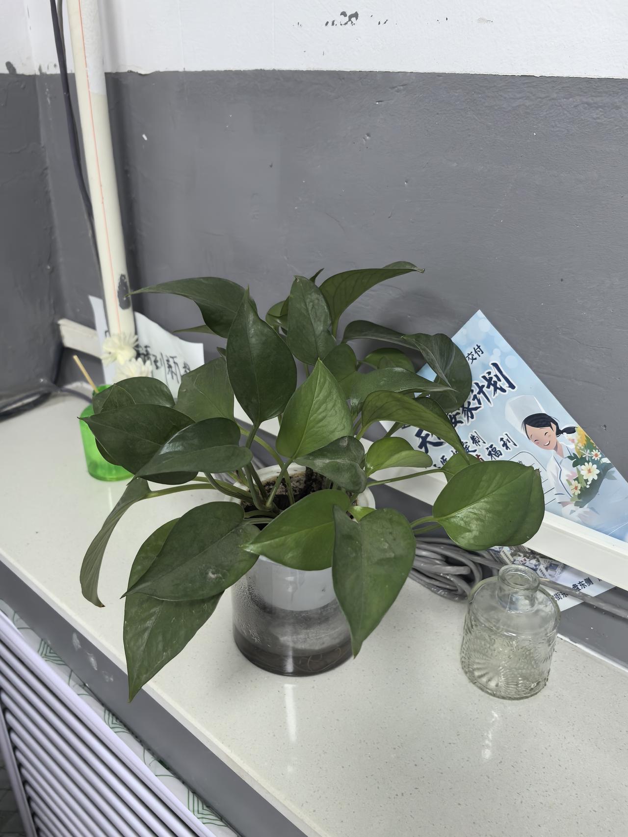 同事医生小两口都是90后，两个人都是独生子女。小赵医生的姥爷病了，她妈妈给她