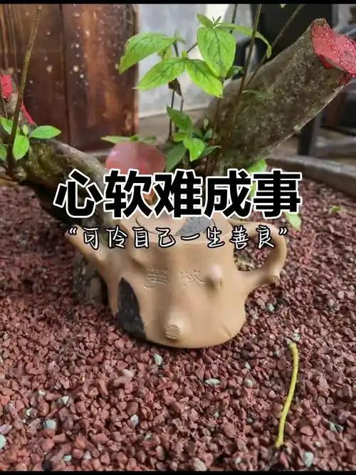 读懂人性才懂：心软要人命，果断才成事人性的本质就是如此直白