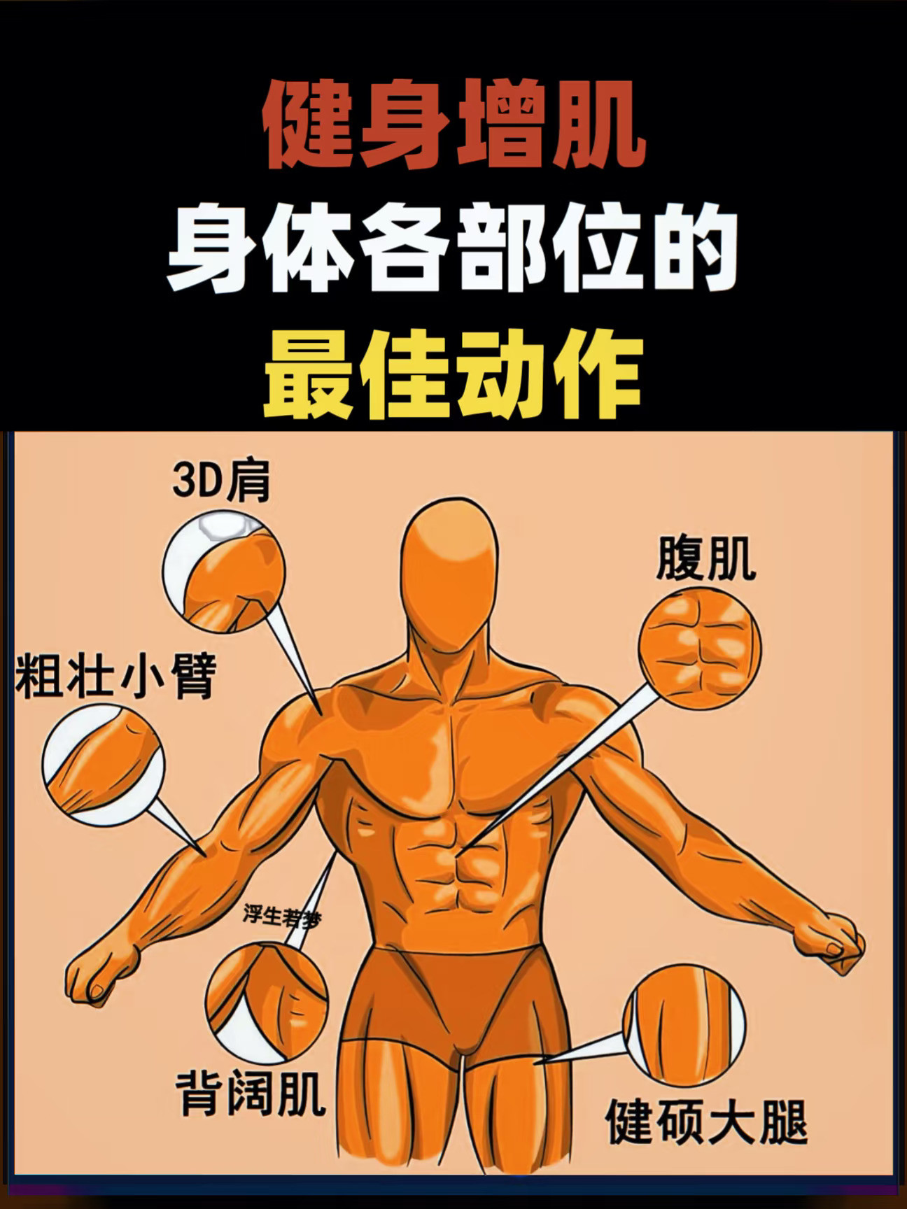 健身增肌，身体各部位的最佳动作！