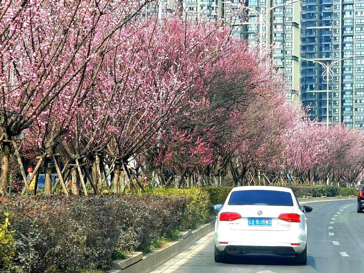 我算是开了眼了。把几千上万棵梅花树，密密麻麻地种在马路正中间，当隔离带。对，