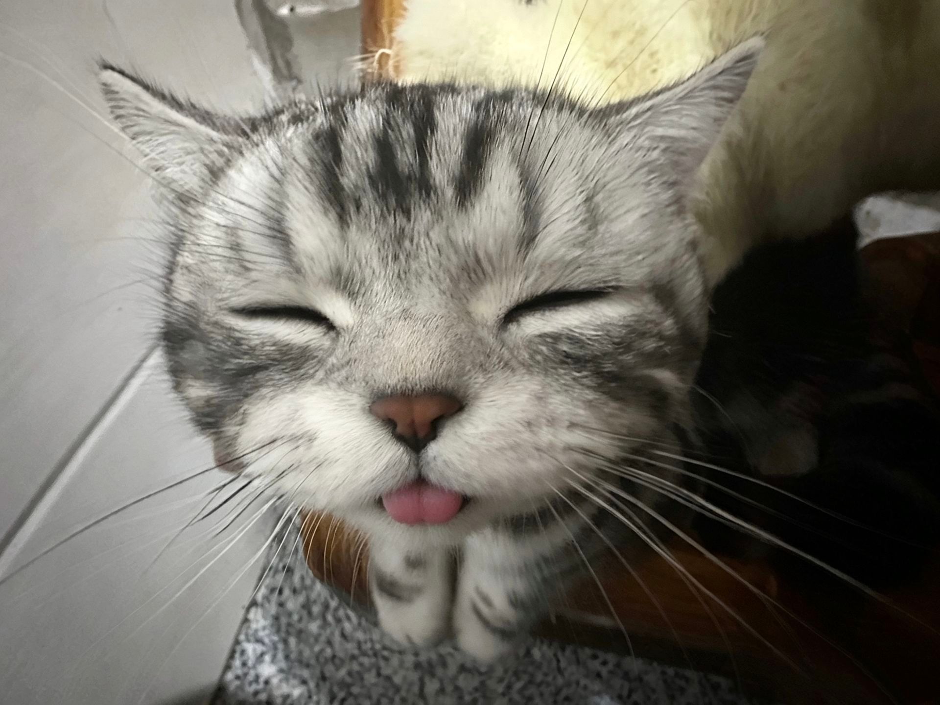 猫迷日眼