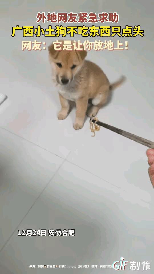 安徽男子网购广西小土狗，喂面条时的一幕笑翻全网！筷子都递到嘴边了