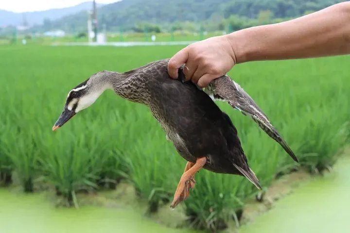 内容图片