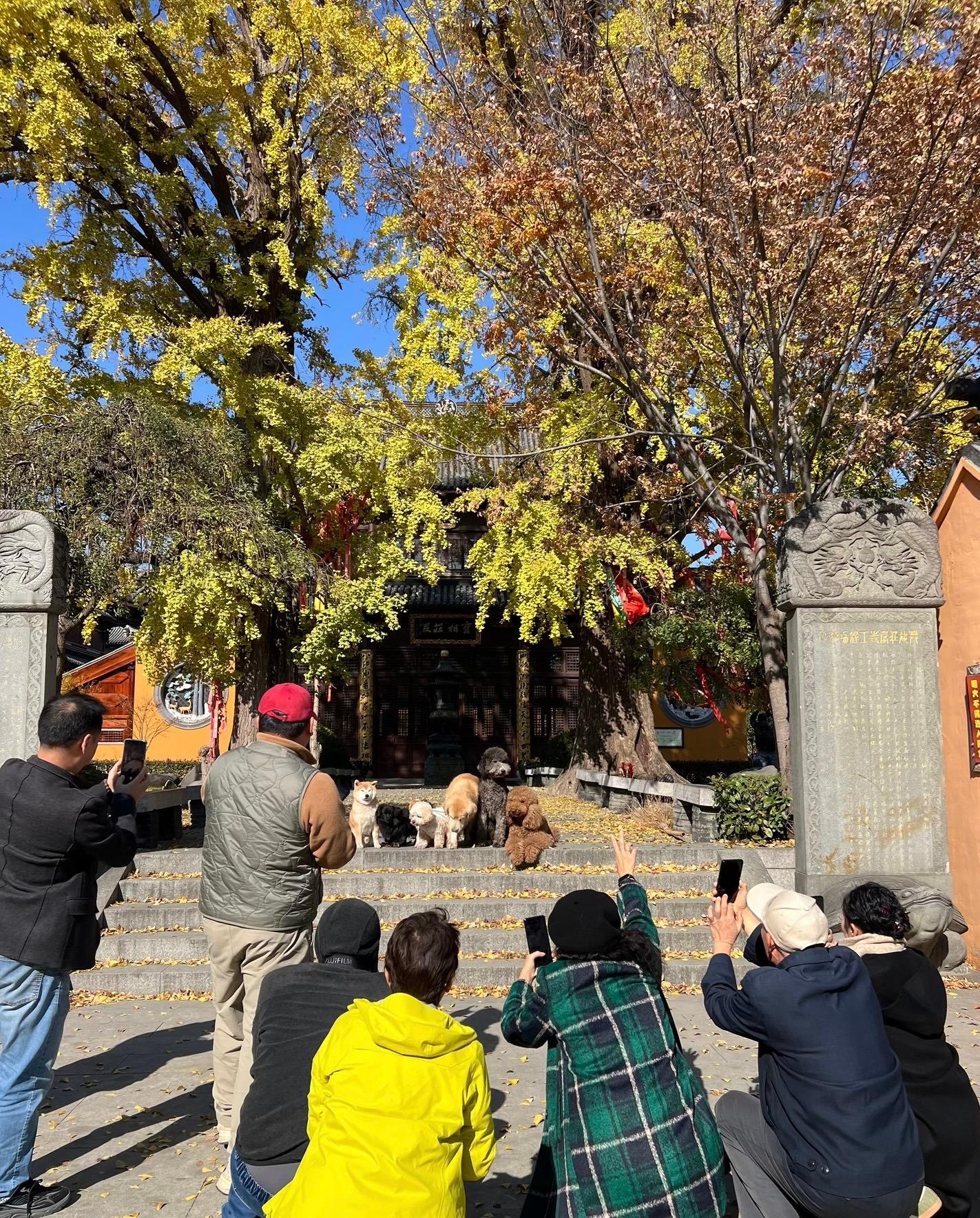 小狗本来是来打卡的，结果变成被人家打卡的