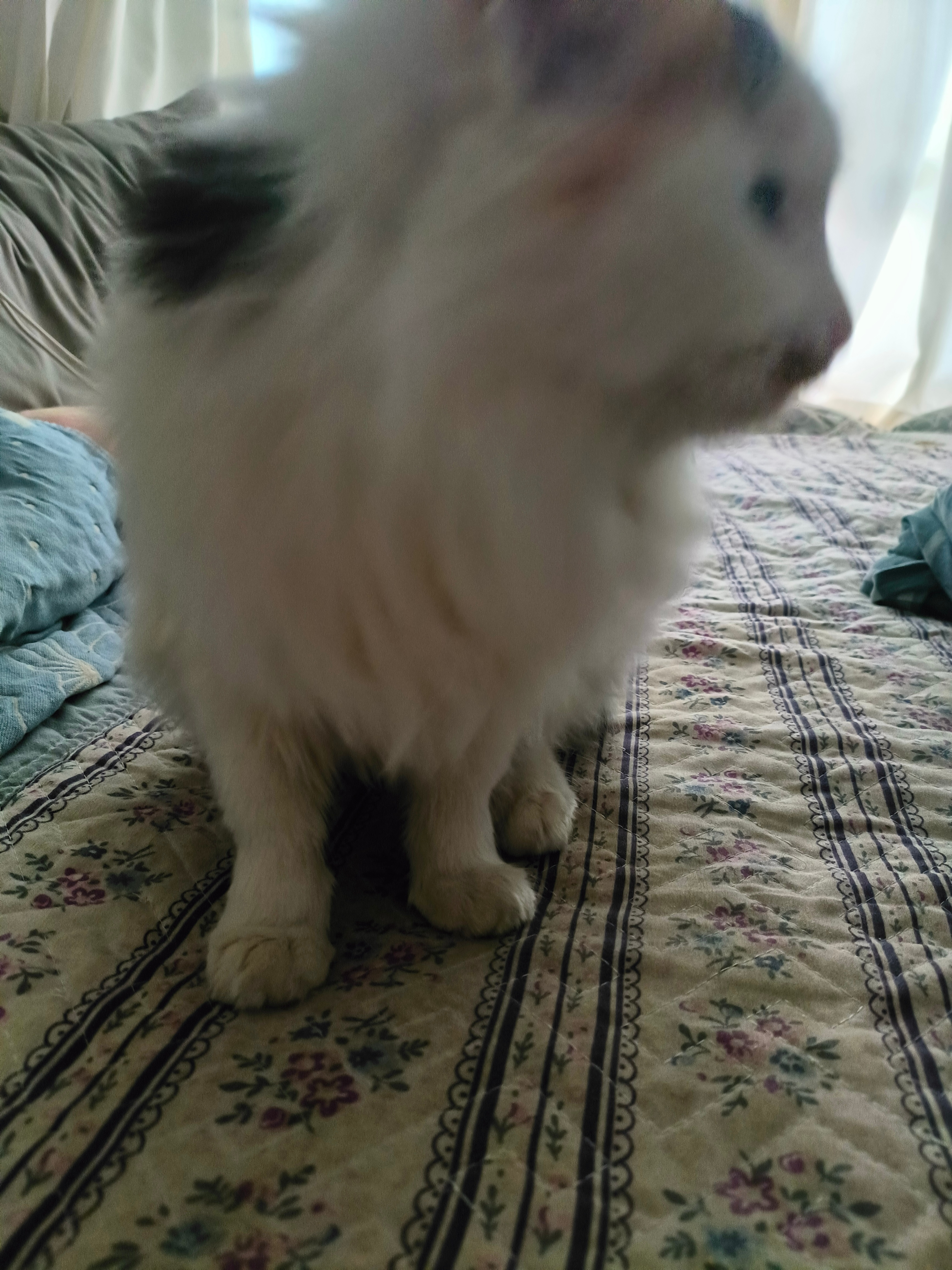 猫咪我家这只“小胡子”，日常不是在贴贴求蹭蹭，就是突然炸毛装大佬。