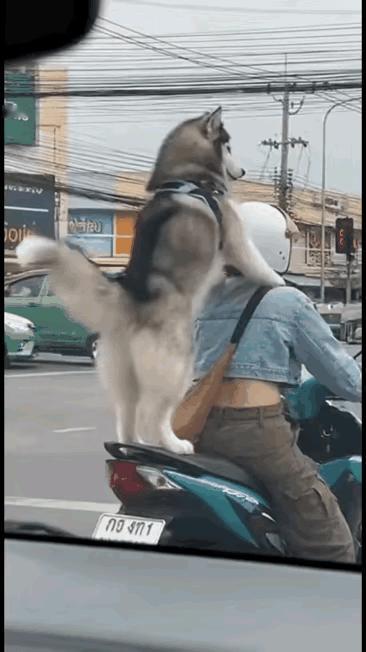 二哈坐摩的扭屁股也太会整活了！那妖娆的节奏感，刷到视频的谁能不反复