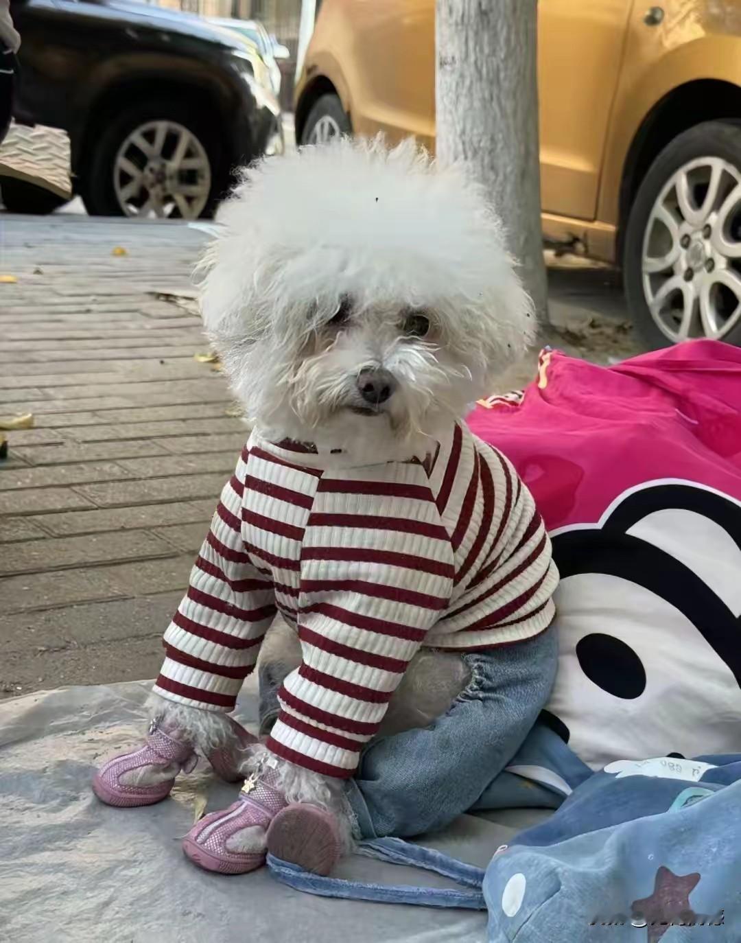 老人去世了，老人的儿女不顾老人生前的叮嘱，还是把这个可爱的毛孩子丢弃在街头上，包