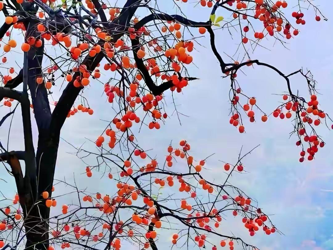 朋友携妻在公园散步，恰巧碰到妻的中学同学。朋友并不认识她，是她妻告诉他的。老同