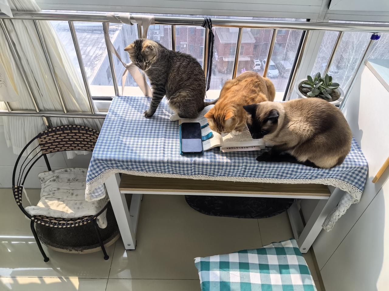 爱读书学习的猫猫。小猫读书日记猫猫读书屋肥猫爱学习猫猫精选