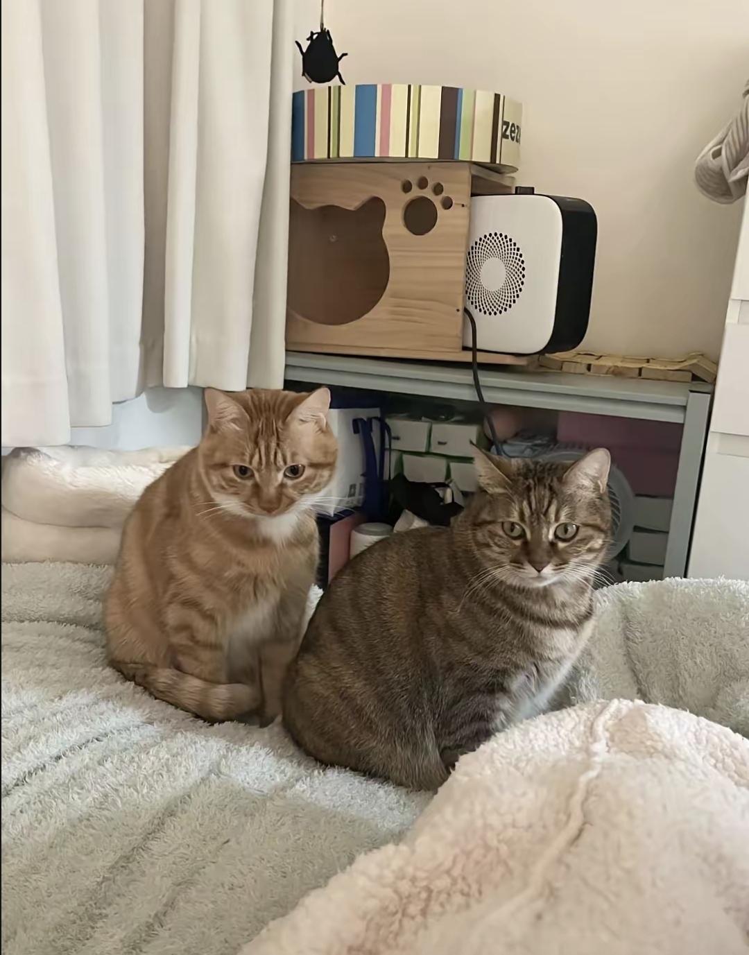 父亲不让儿子带走家里的猫，说是为了它好。儿子不高兴，觉得爸太固执，连这点事都不