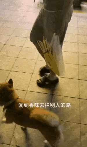 太搞笑了！一位小姐姐养了一只狗狗，平时就特别宠爱它，这就养成了特别贪吃的习惯，这