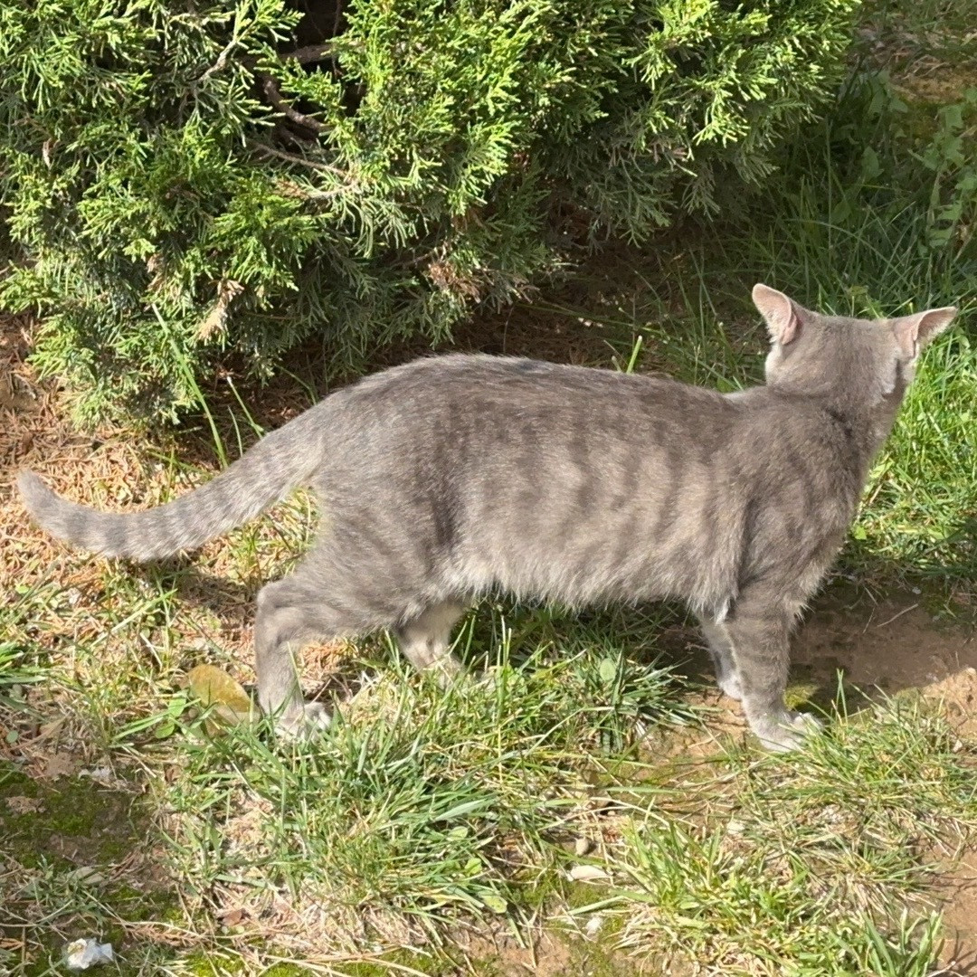 流浪猫+1​​​
