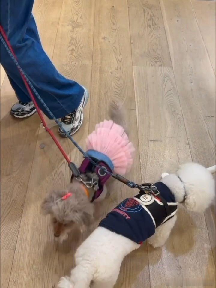 张曼玉牵狗上班香奈儿老了也是香奈儿，曼神牵狗上班，氛围感直接拉满！