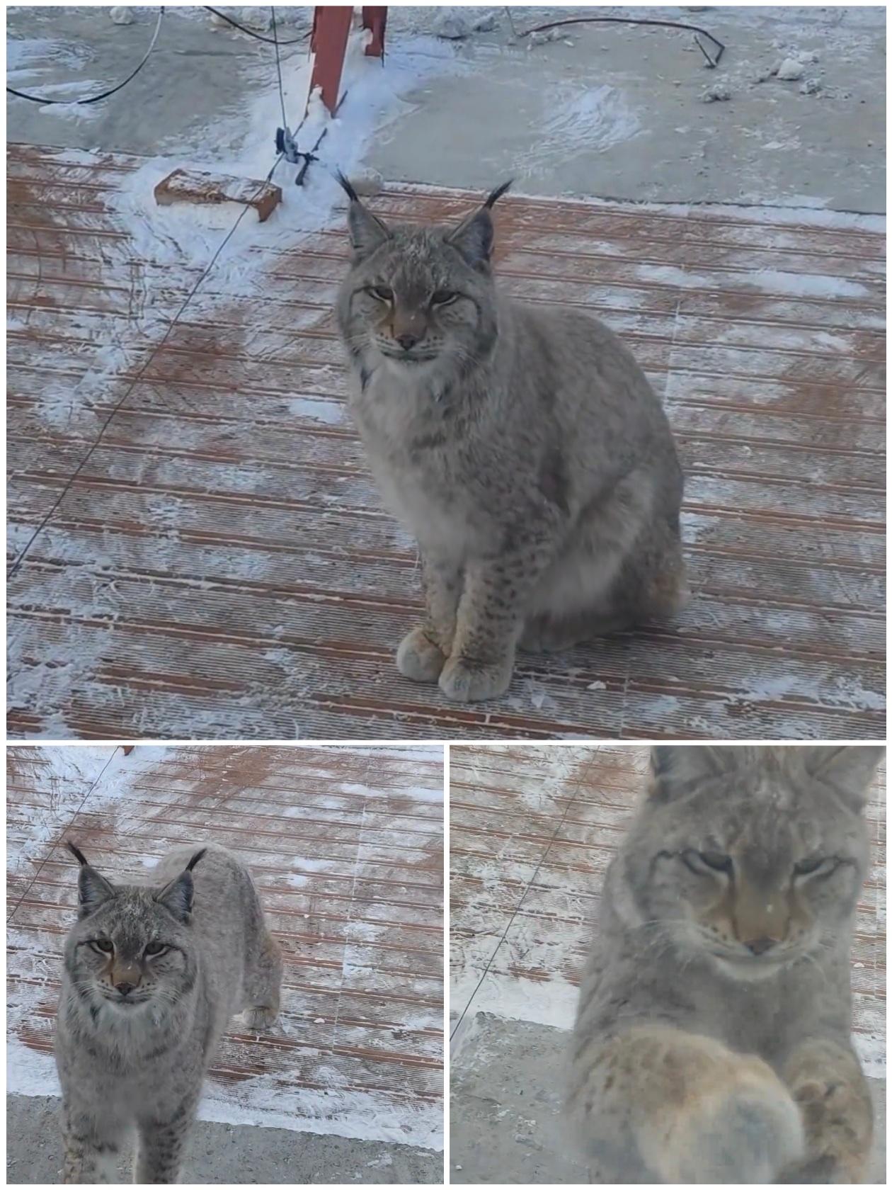 黑龙江大兴安岭检查站火了，就是因为一只猞猁。这家伙长得很像温顺的大猫，但是实战能